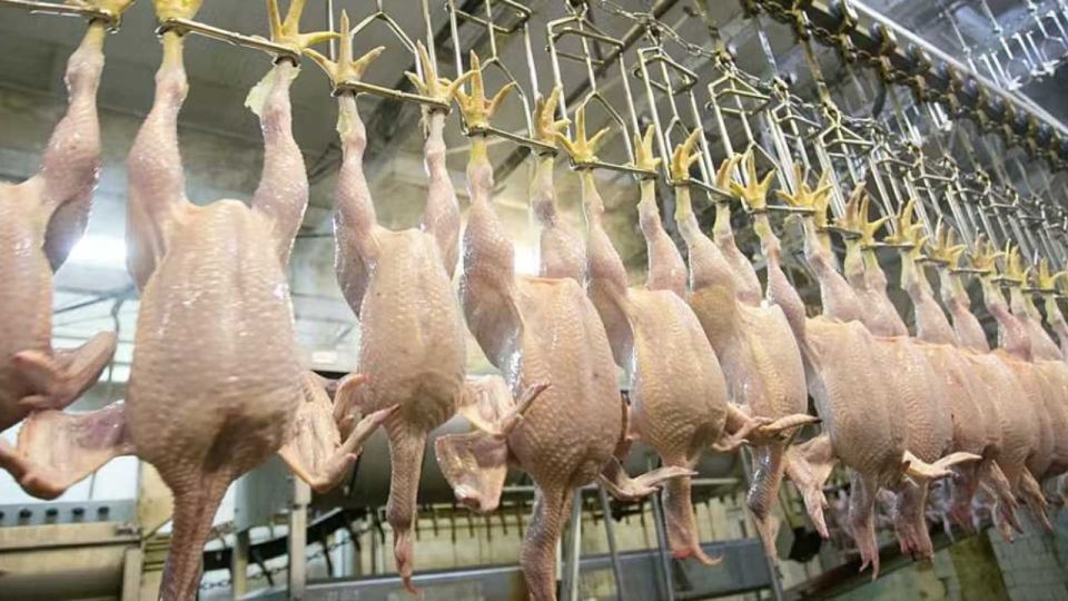Her markette satılıyordu; Türkiye’nin tavuk devinin ürününde ölümcül bakteri bulundu