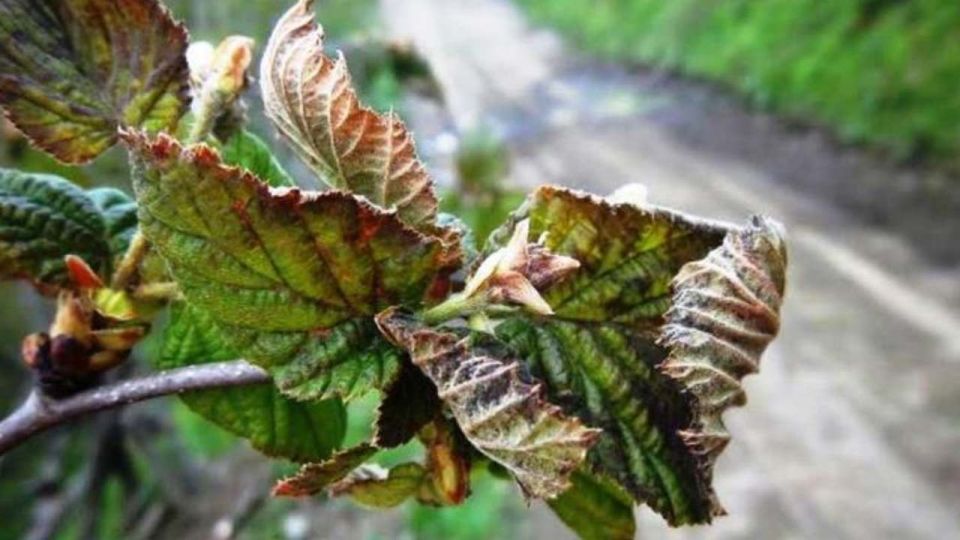 Fındığa don vurdu, Karadenizlilerin yeni girişimi belli oldu: Siparişlere yetişemiyorlar