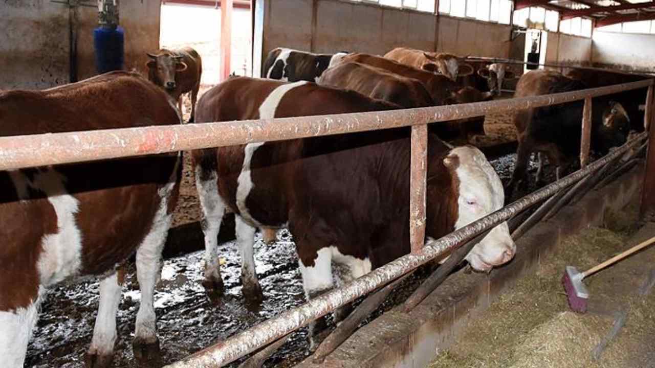 Yeni hayvancılık projesi açıklandı! Bu kişilere 30 adet hayvan verilecek... 270 bin TL destek sağlanacak
