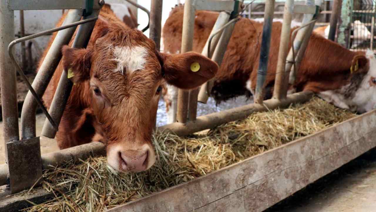 Yeni hayvancılık projesi açıklandı! Bu kişilere 30 adet hayvan verilecek... 270 bin TL destek sağlanacak