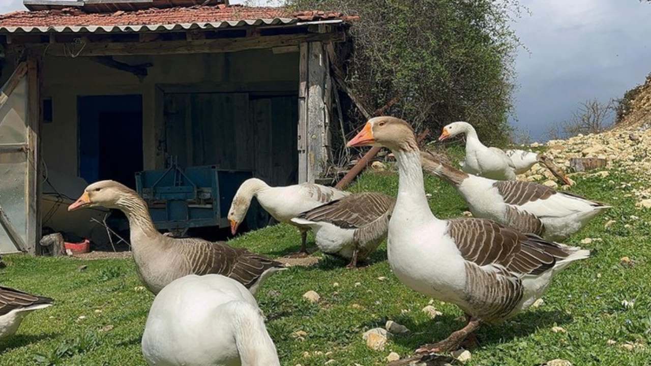 Fındığa don vurdu, Karadenizlilerin yeni girişimi belli oldu: Siparişlere yetişemiyorlar